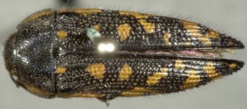 Media type: image;   Entomology 2720 Aspect: habitus dorsal view